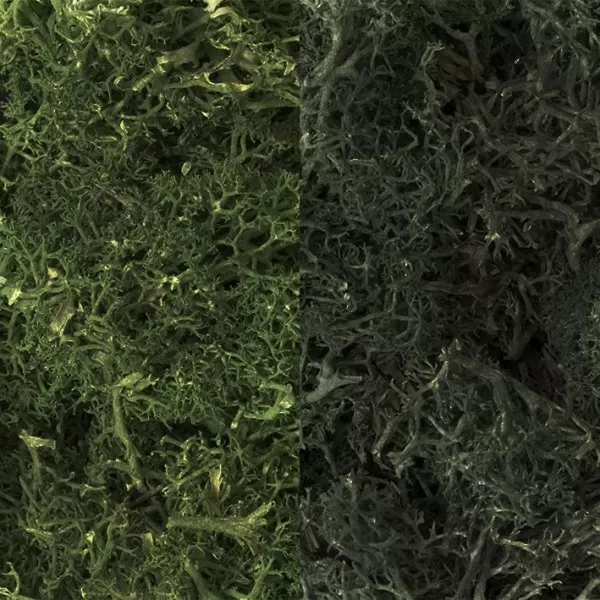 Lichen Dark Green Mix Woodland scenics L168