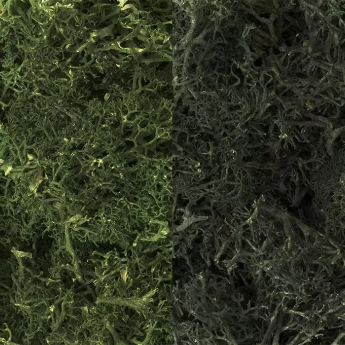 Lichen Dark Green Mix Woodland scenics L168