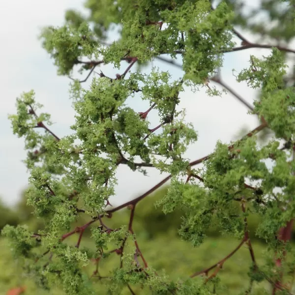 Model Tree and Plant Foliage