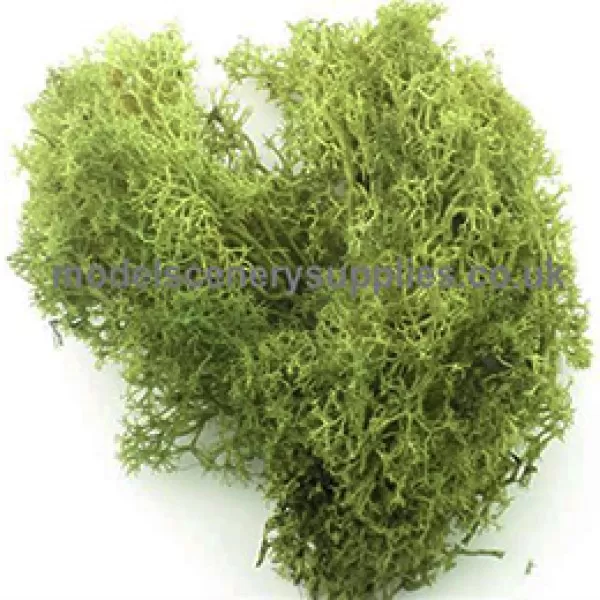 Lichen Moss (Reindeer Moss)