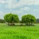 Wooded Tree Copse 35mm tall
