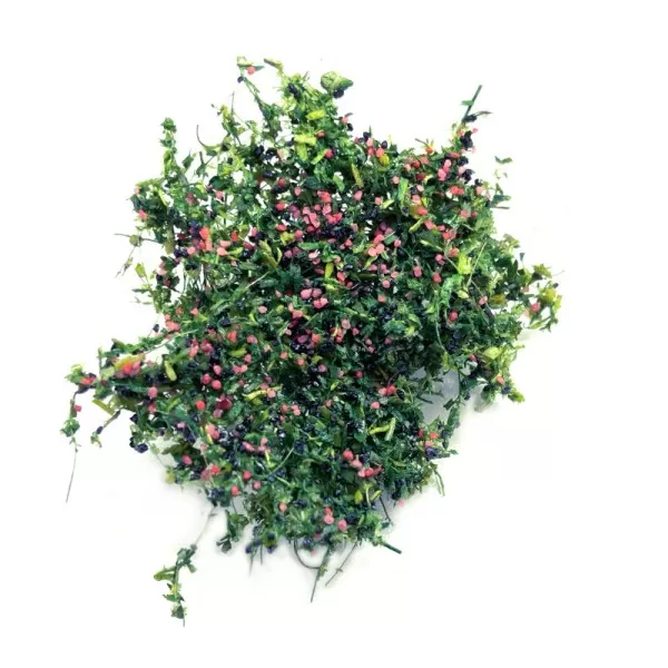 Blackberry plants SMALL