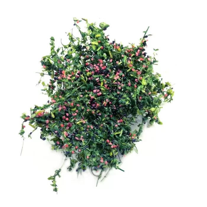 Blackberry plants SMALL