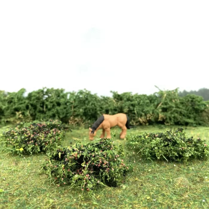 Blackberry plants SMALL
