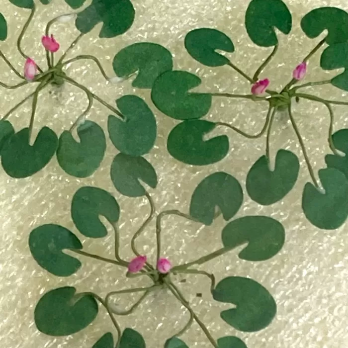 Water Lily Plants O (large)