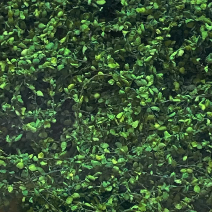 Climbing Vines Dark Green All scales