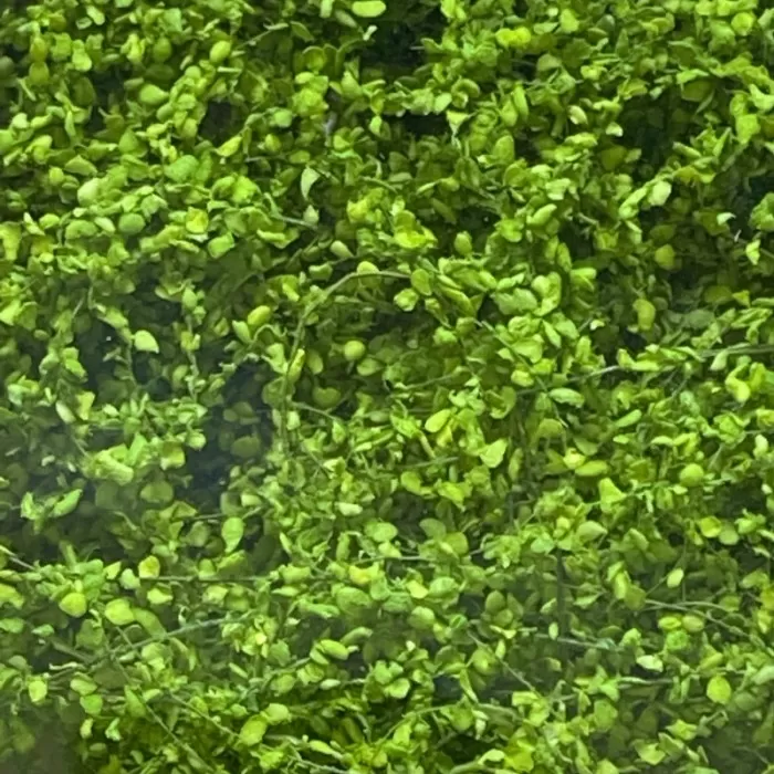 Climbing Vines Light Green All scales