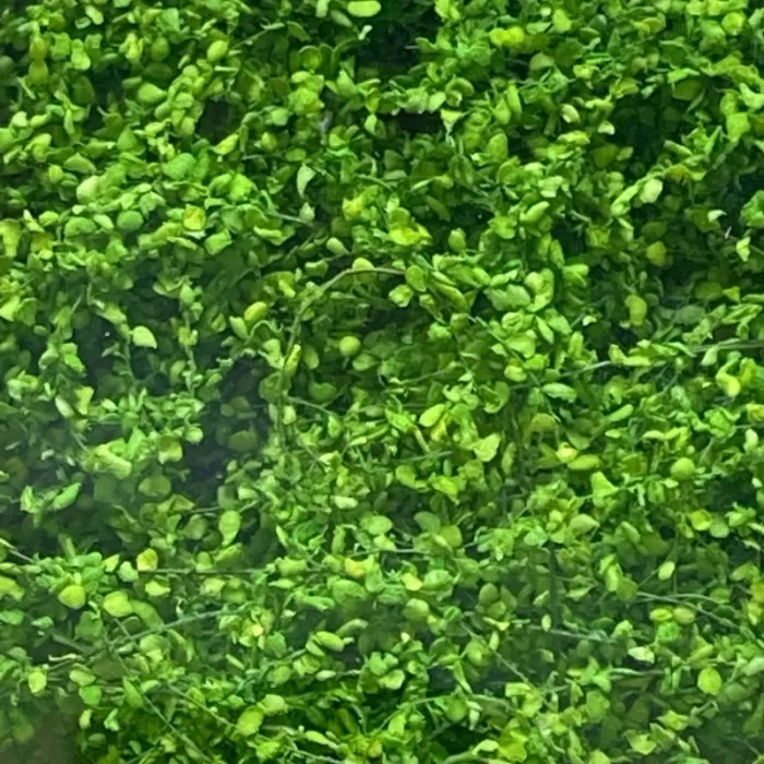 Climbing Vines Medium Green All scales