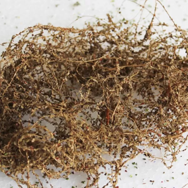 Climbing Vines winter/dead  All Scales