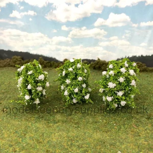 Wild Elderflower Shrubs Large