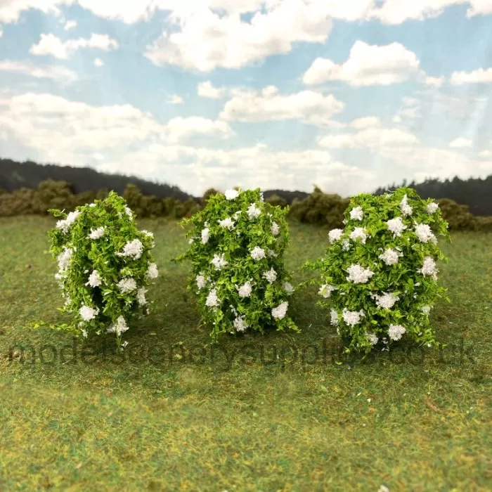 Wild Elderflower Shrubs Small