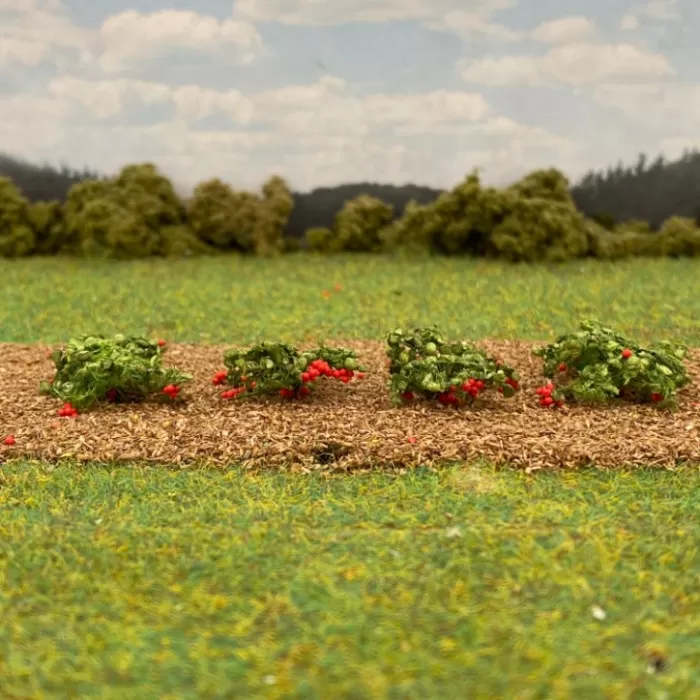 Strawberry Plants Large