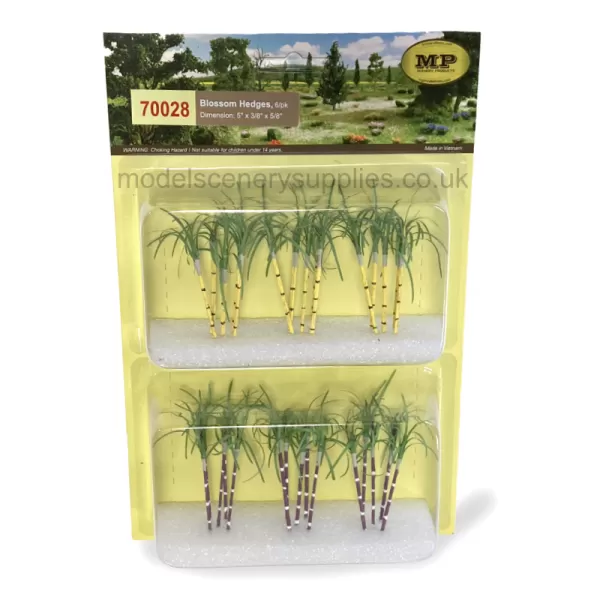 Sugarcane Plants 55mm tall