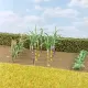 Sugarcane Plants 55mm tall