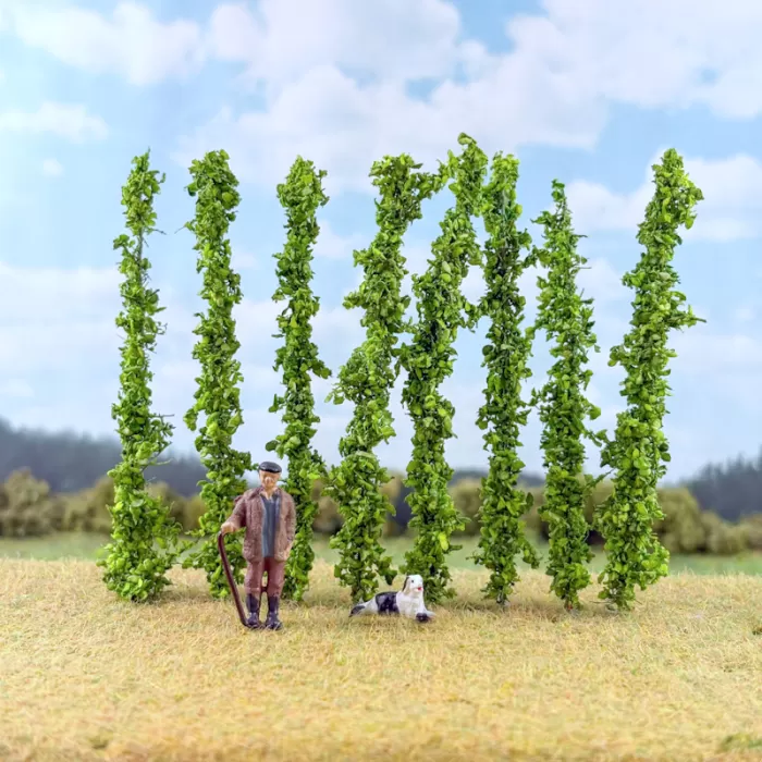 Hops Vine Plants OO / TT 