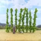 Hops Vine Plants OO / TT 