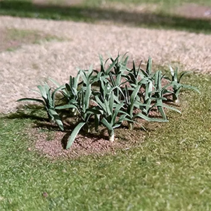 Leek Plants