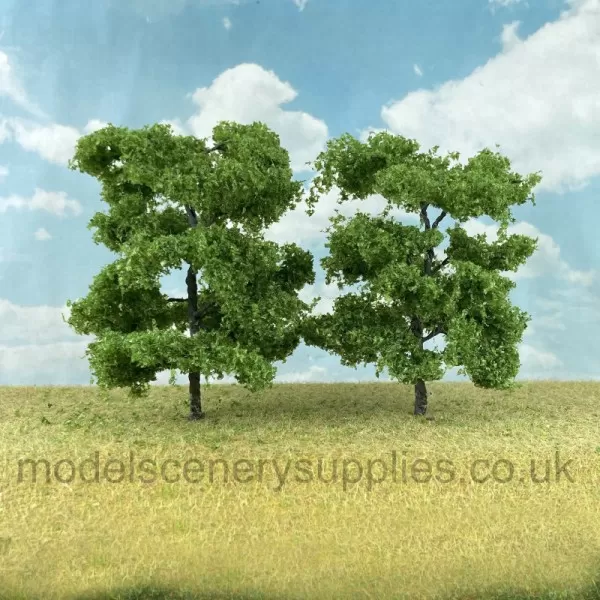 Ash Trees 60 - 80mm Tall 