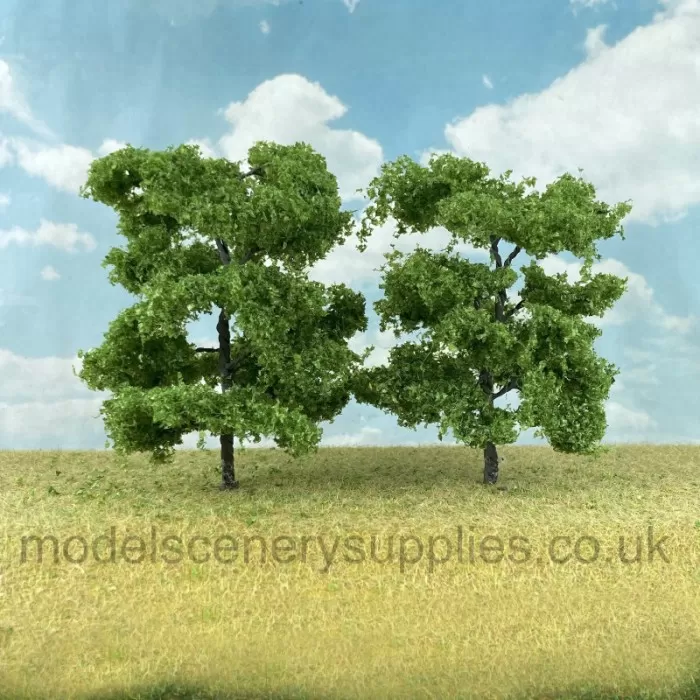 Ash Trees 60 - 80mm Tall 