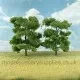Ash Trees 60 - 80mm Tall 