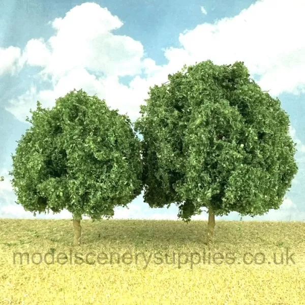 Oak Trees 60 - 75mm Tall 