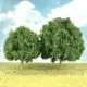 Oak Trees 60 - 75mm Tall 