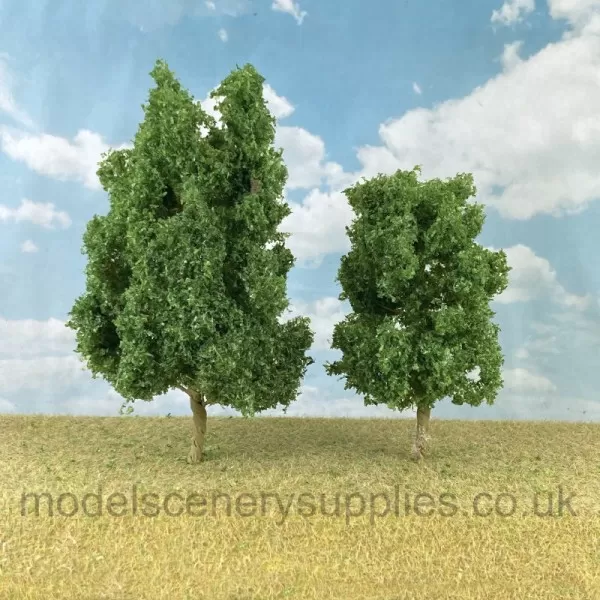 Sycamore Trees 75 - 95mm Tall 