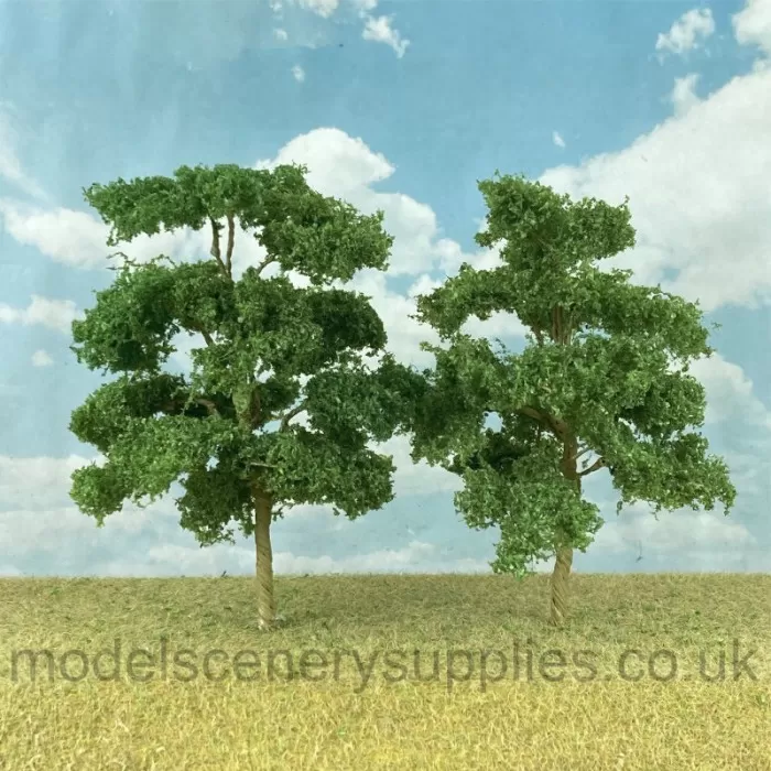 Elm Trees 80 - 95mm Tall 