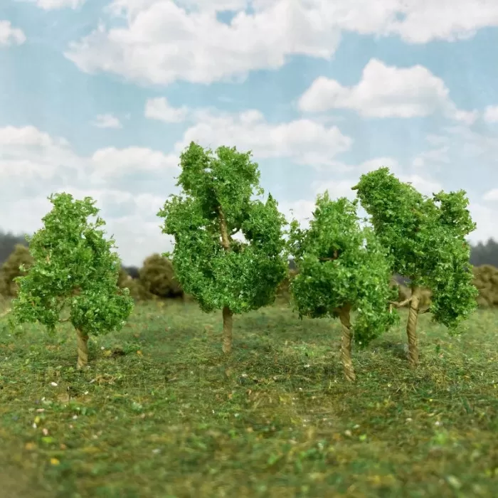 Sycamore Trees 35 - 50mm Tall 