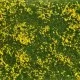 Ground Cover Foliage Meadow Yellow Noch 07255