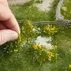 Ground Cover Foliage Meadow Yellow Noch 07255