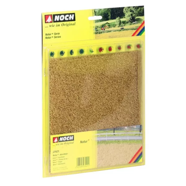 Corn Field Noch 07421