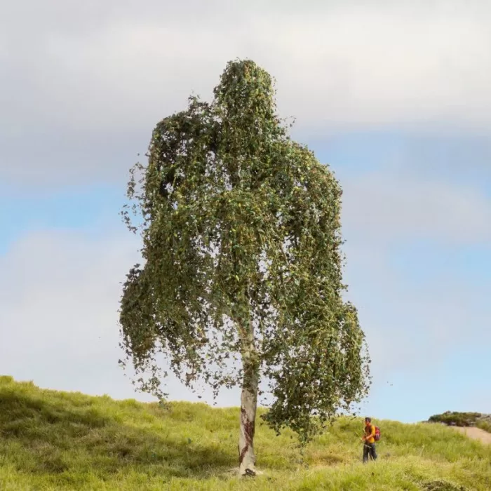 Silver Birch NOCH Master Tree 180mm tall 20120