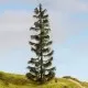 Spruce Tree 250mm tall Noch 20192 Master Tree