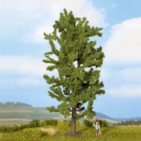 Lime Tree 175mm tall