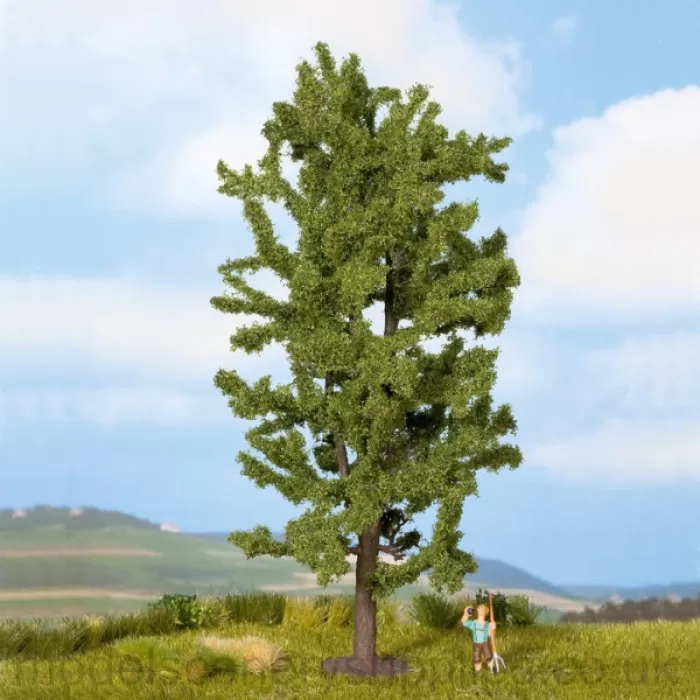 Lime Tree 175mm tall