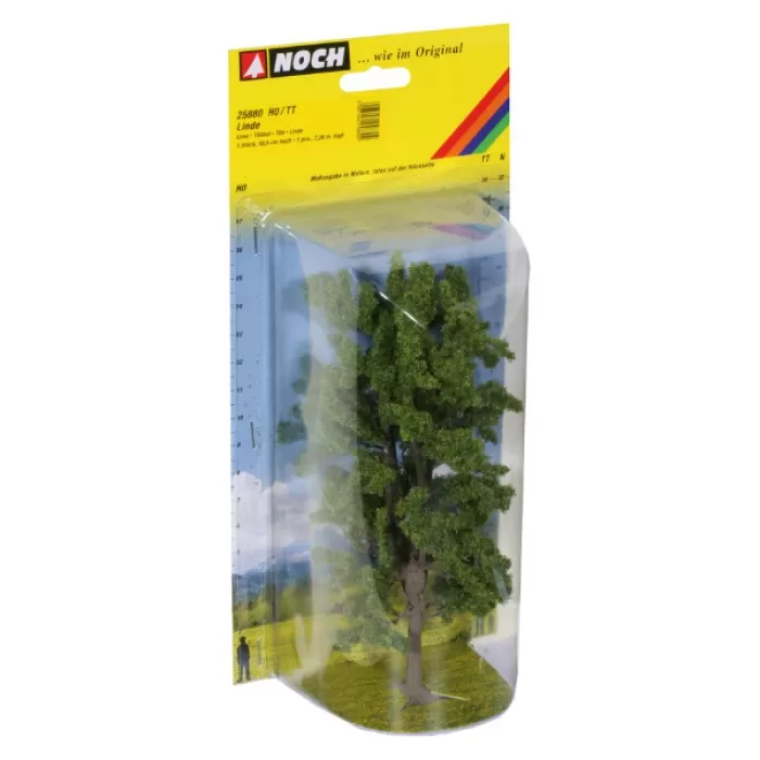 Lime Tree 175mm tall