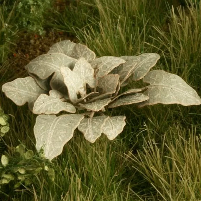 Leafy plants Burdock OO