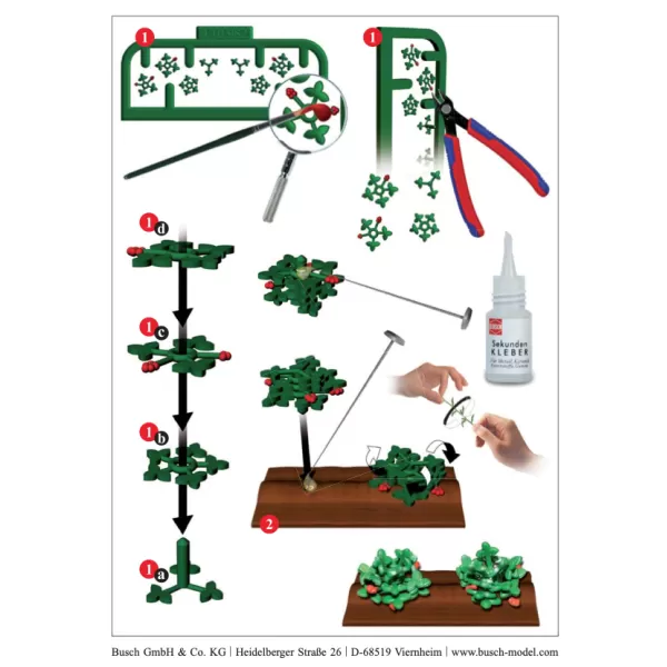 Strawberry Plants OO